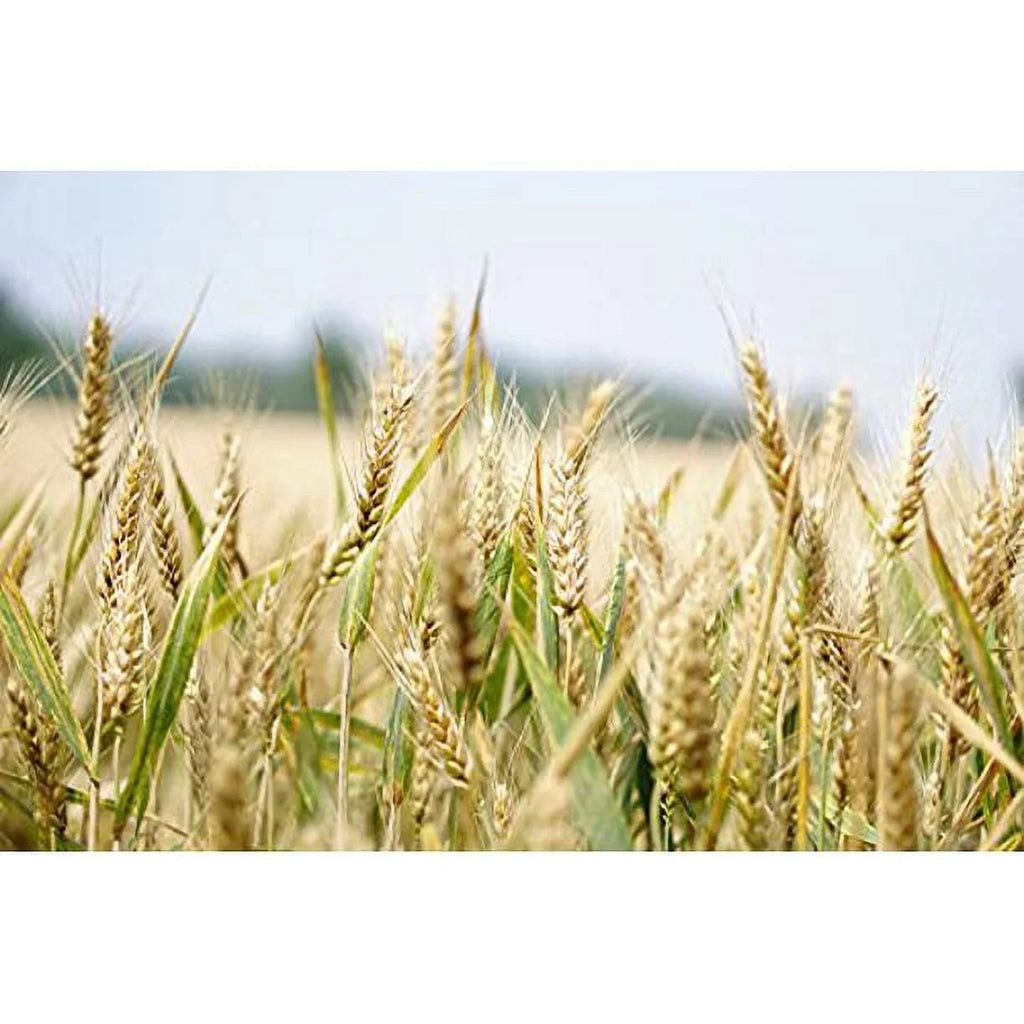 Organic Italian Pearled Farro - Raw, Non-GMO, Vegan, Bulk, Protein, Fiber Rich, Kosher (7LB)